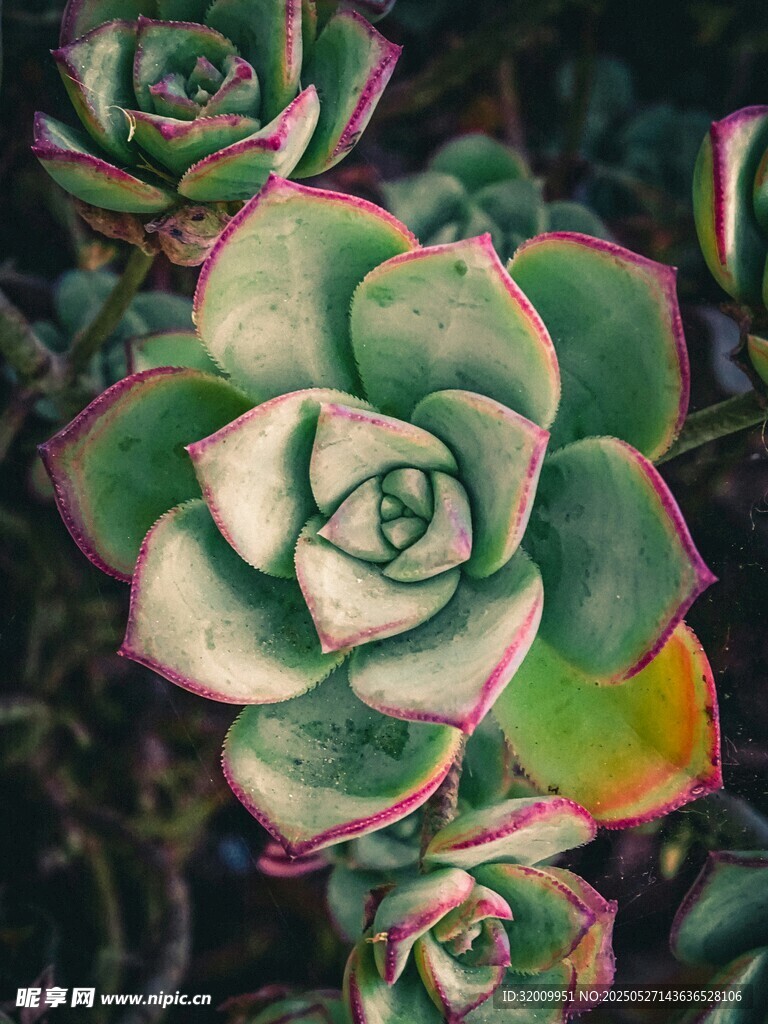 多彩多肉植物特寫