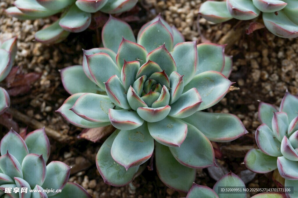 清新多肉植物特寫