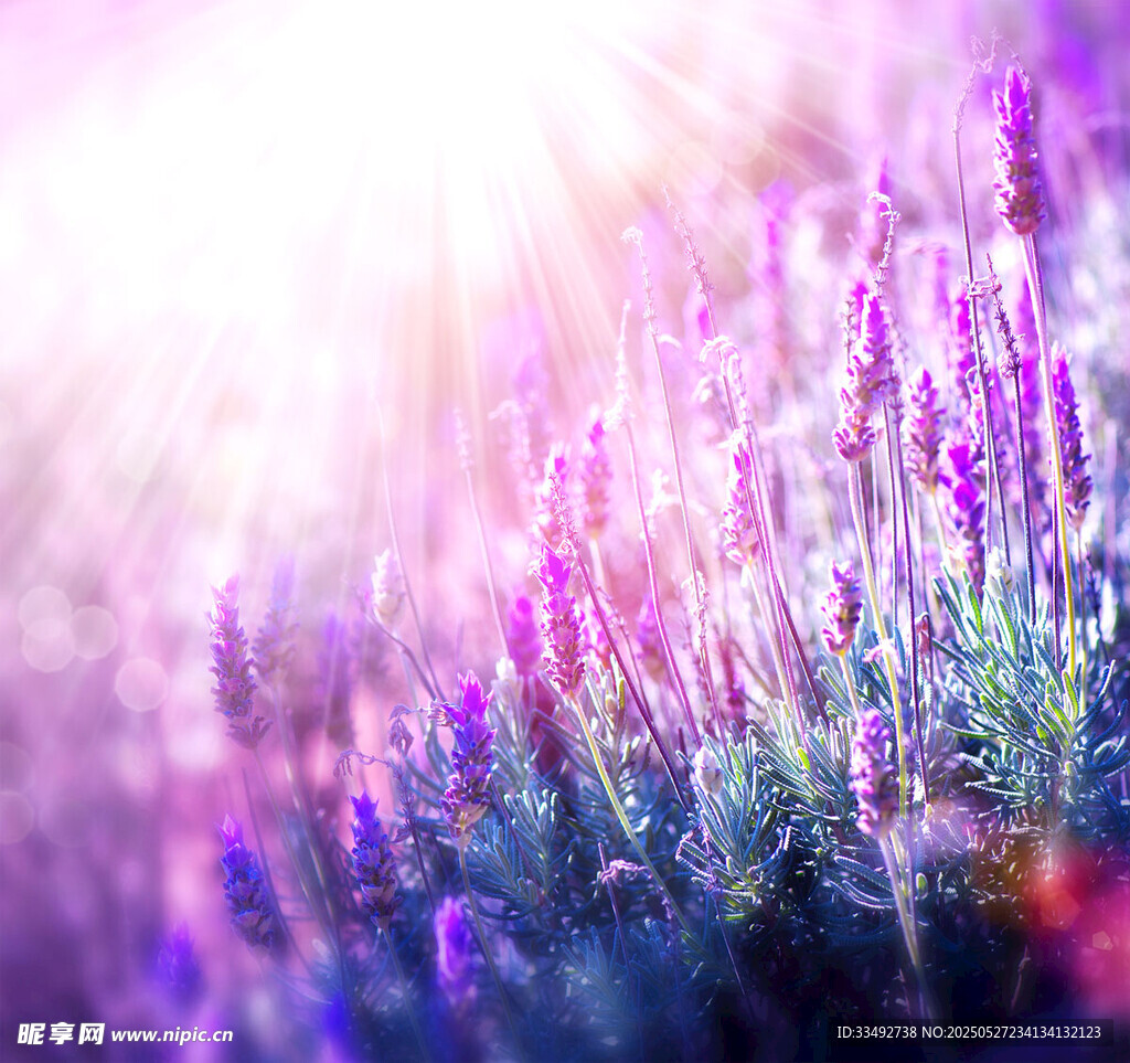 夢幻紫色薰衣草花田