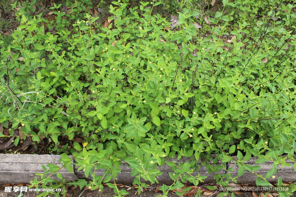 白背黃花棯 