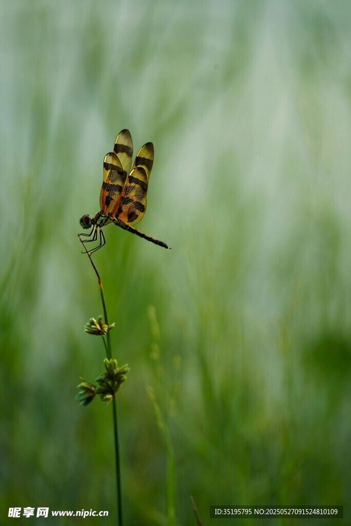 蜻蜓