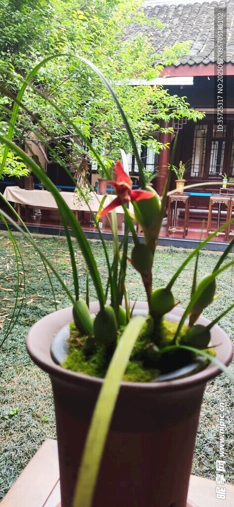 盆栽綠植置于中式庭院中