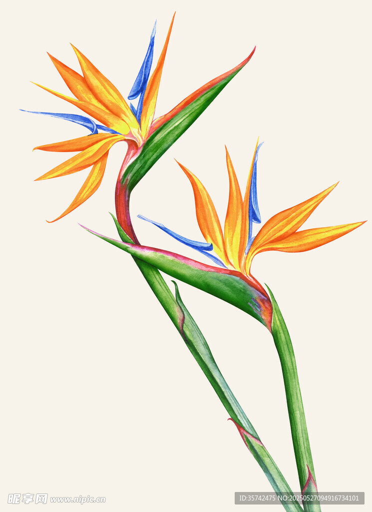 鶴望蘭花卉