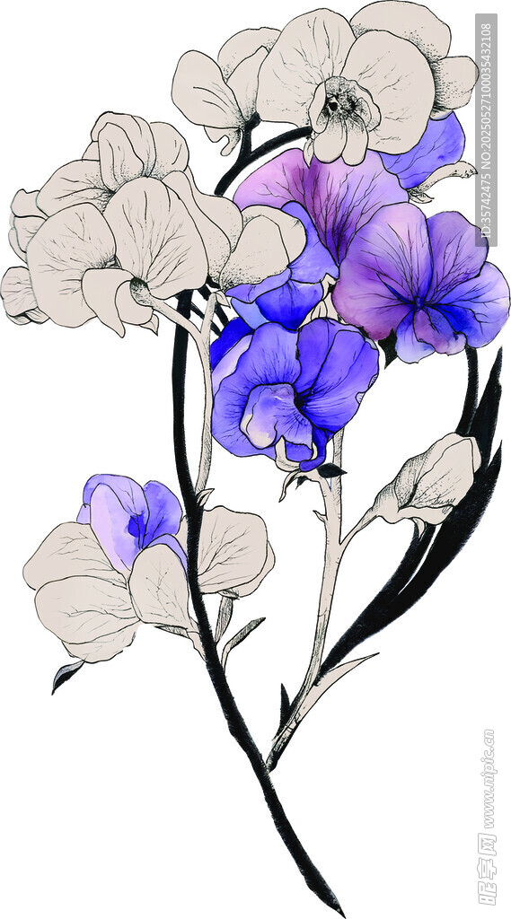 紫色花卉插畫