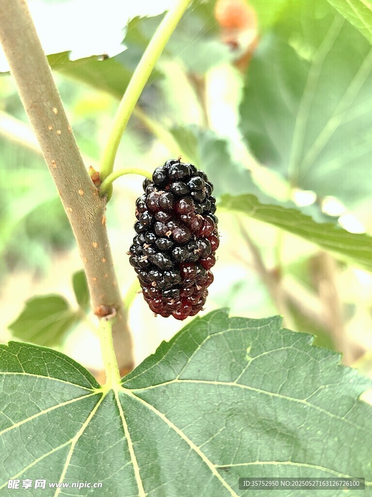枝頭桑葚果