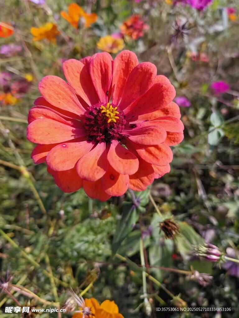 艷麗橙花綻放多彩花叢中