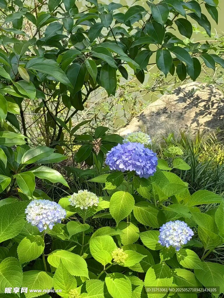 綠葉叢中的藍繡球花