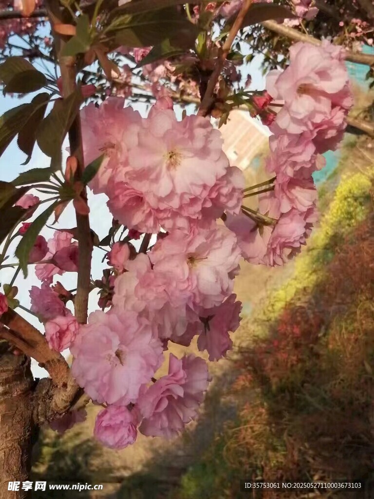 枝頭綻放的粉嫩櫻花