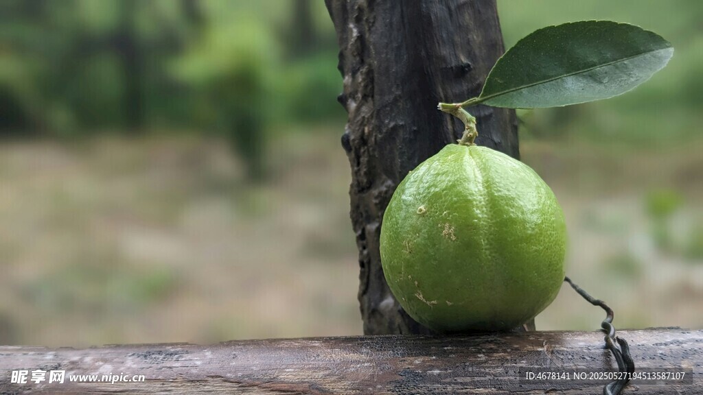 木上青果