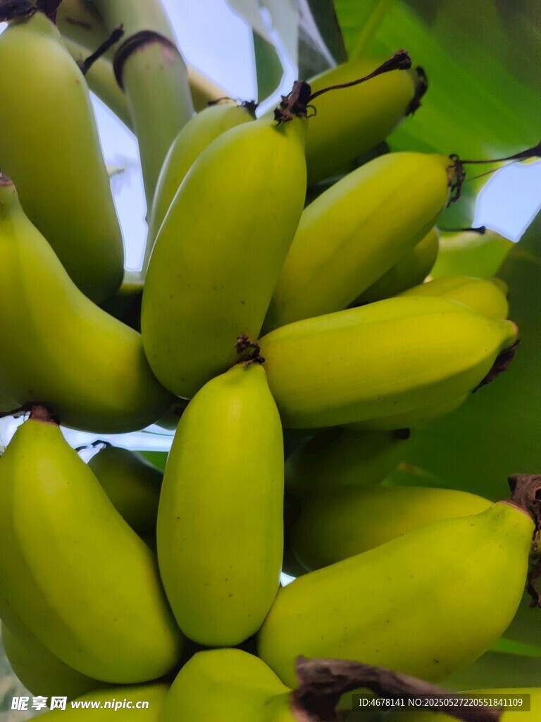 一串鮮黃飽滿的成熟香蕉
