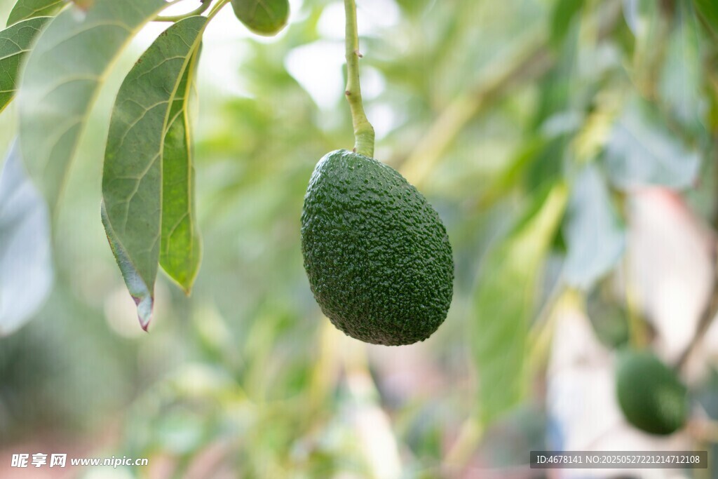 枝頭懸掛的新鮮牛油果