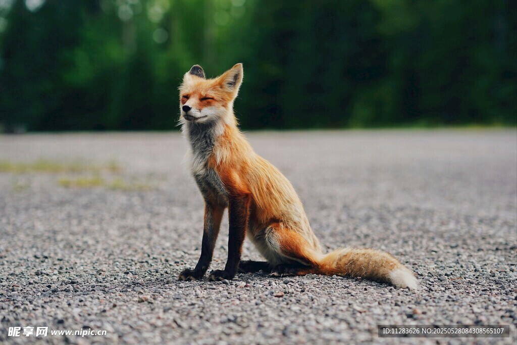 獨坐路面的赤狐