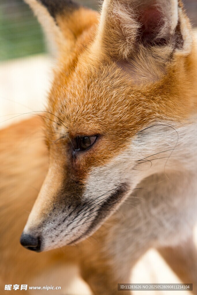 狐貍特寫
