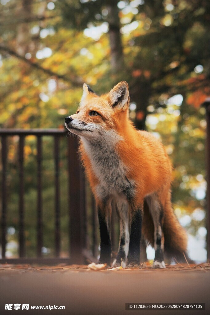 戶外站立的紅狐貍
