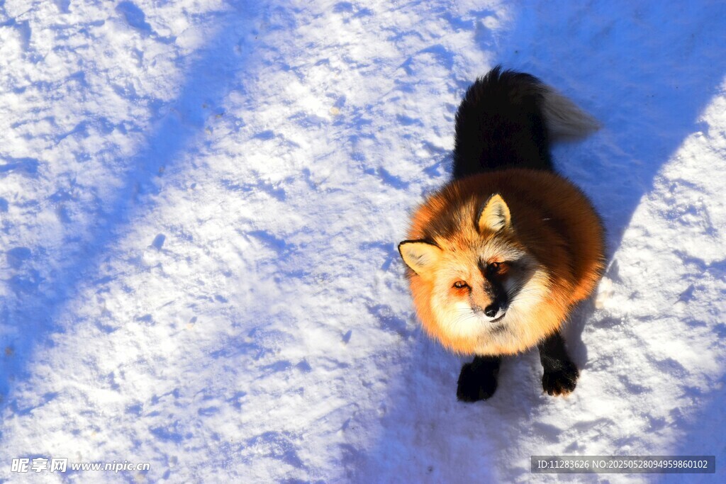 雪地中的可愛狐貍