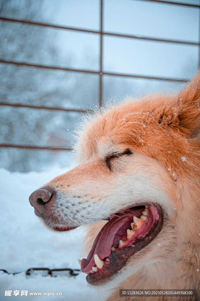 雪地中咧嘴笑的柴犬