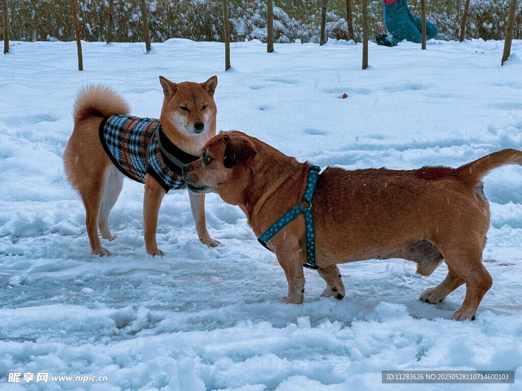 雪地中嬉戲的兩只可愛狗狗