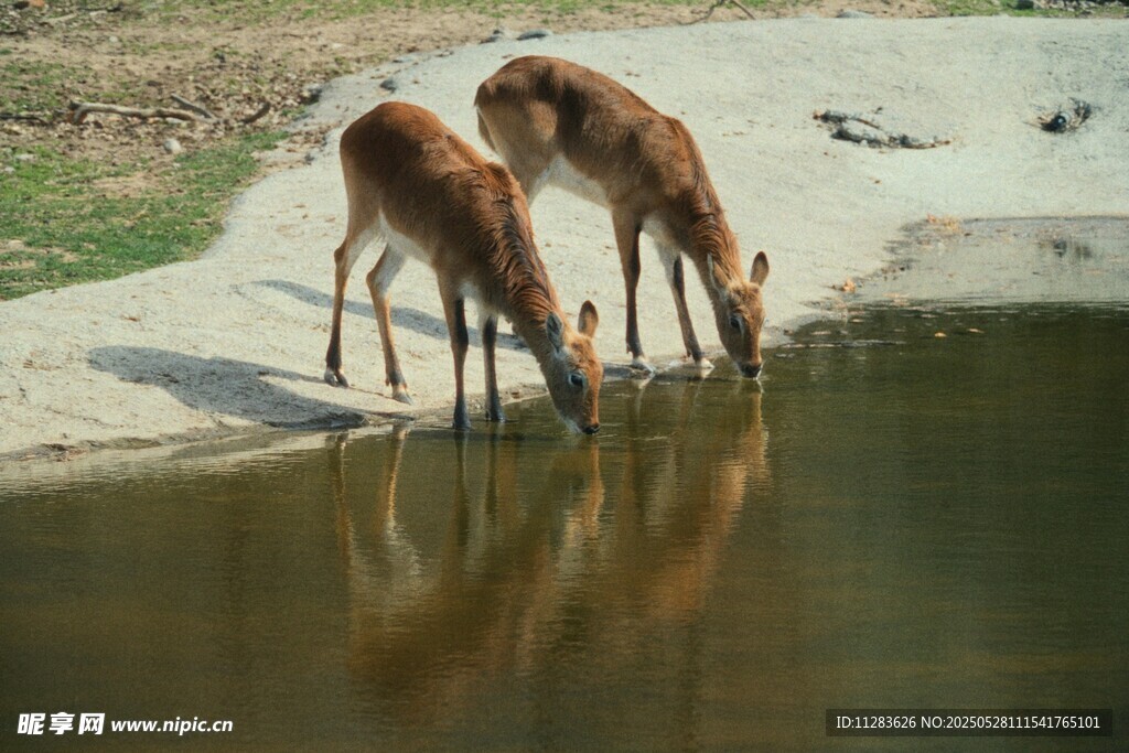 小鹿溪邊飲水