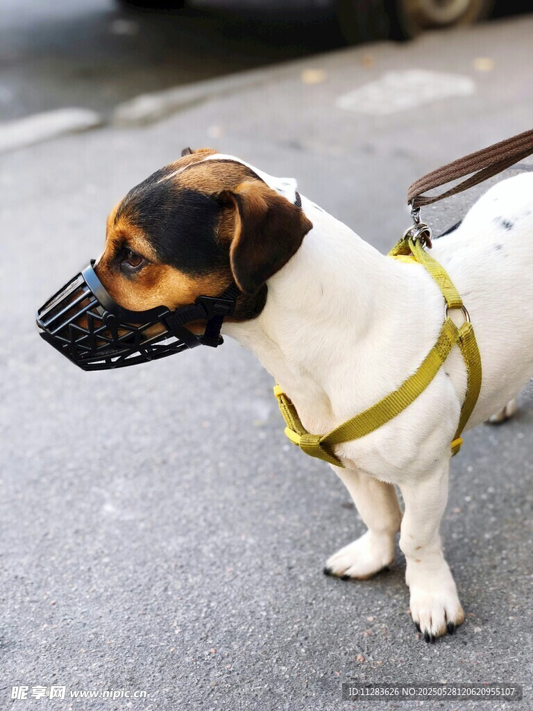 戴嘴套的三色小狗