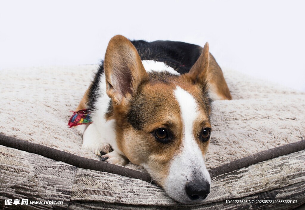 趴著休息的三色柯基犬