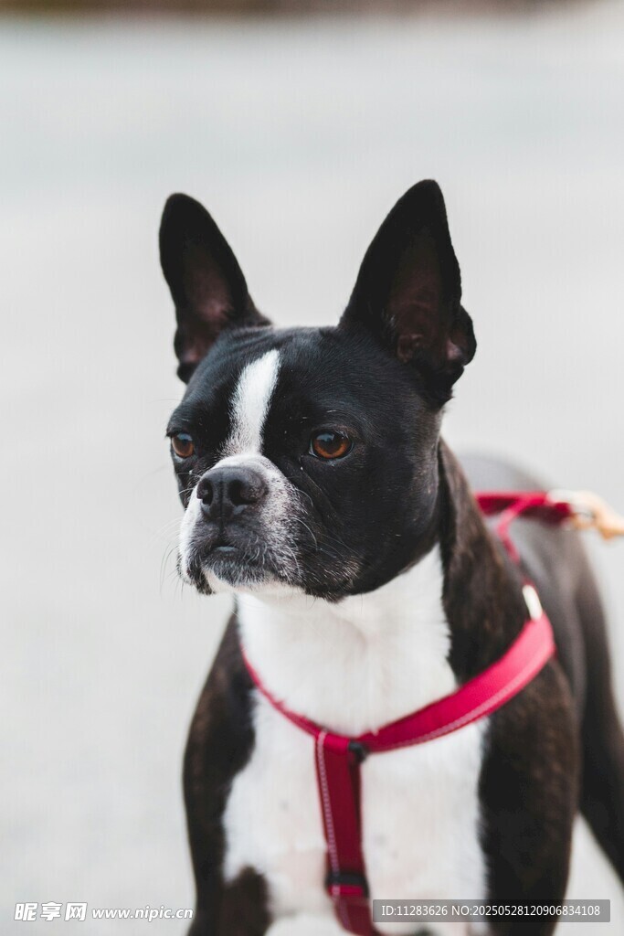 可愛波士頓梗犬戴紅背帶