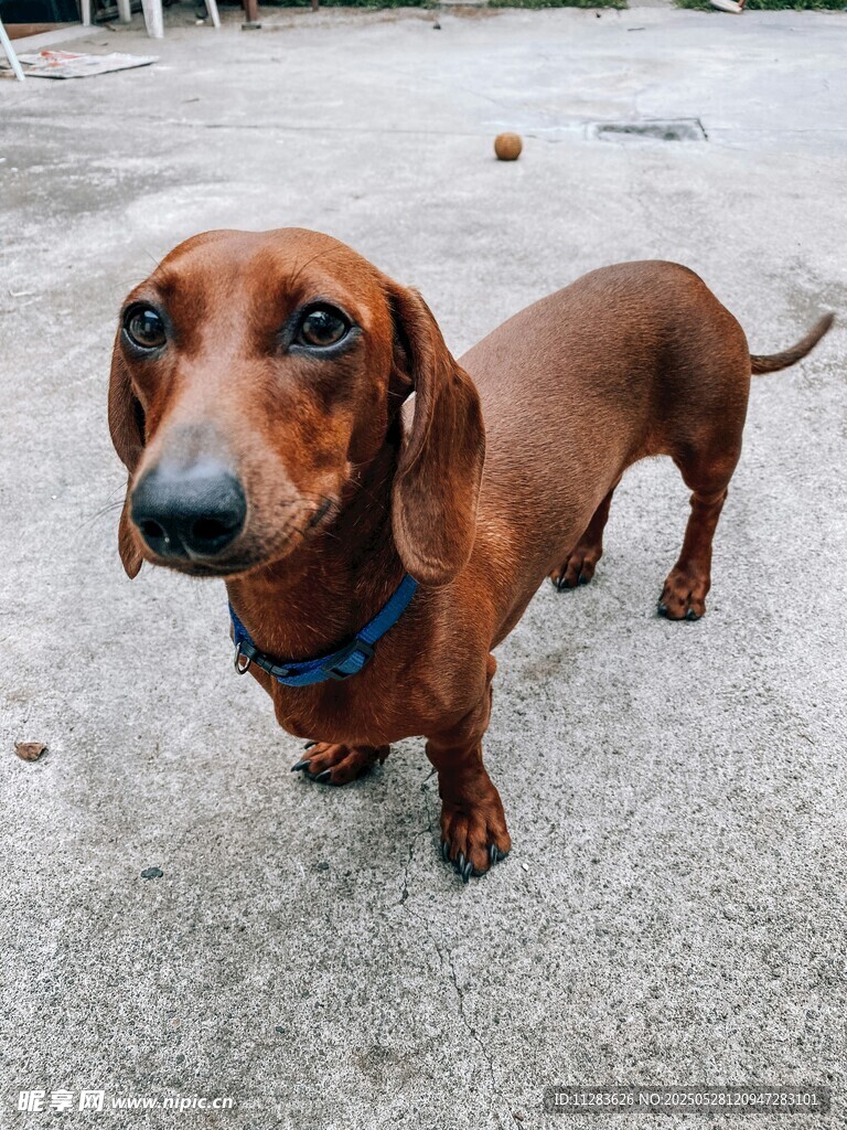 可愛臘腸犬戶外呆萌模樣
