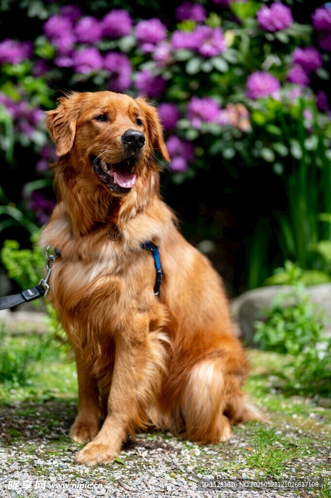 陽(yáng)光下的金毛犬