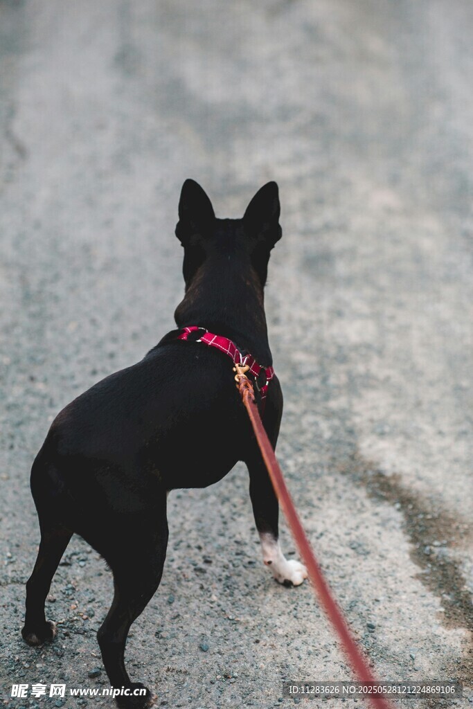 黑犬系紅繩漫步在路上