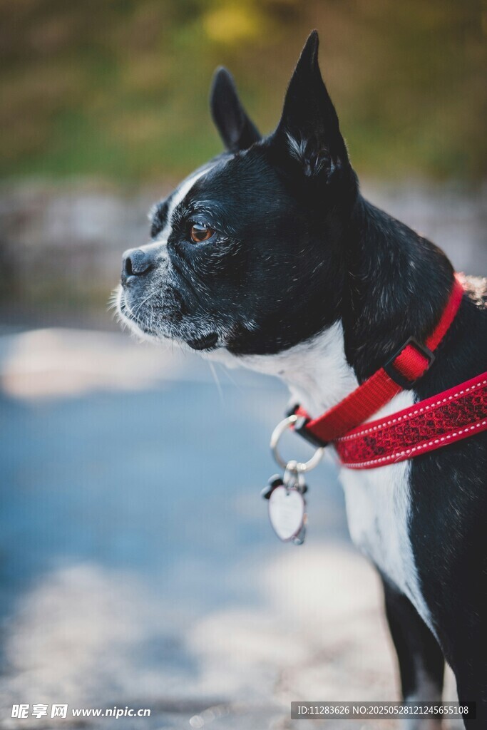 可愛波士頓梗犬系紅繩