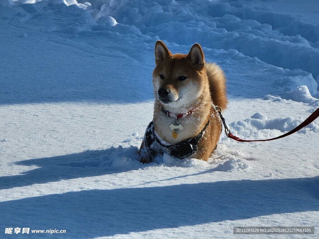 雪地中被拴繩的可愛柴犬