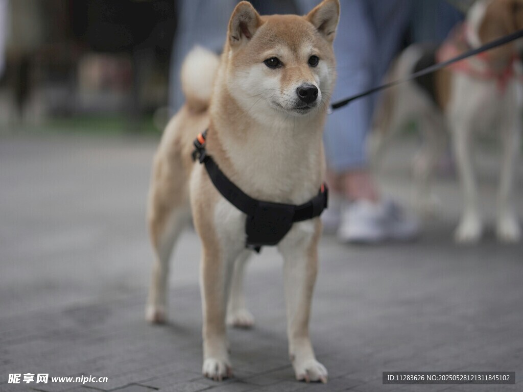 帥氣柴犬街頭漫步