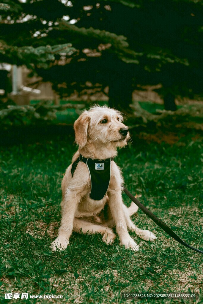 草地中坐著的可愛寵物犬