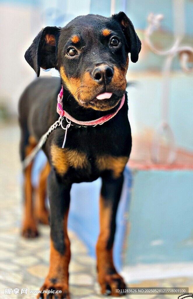 可愛杜賓犬戶外小模樣