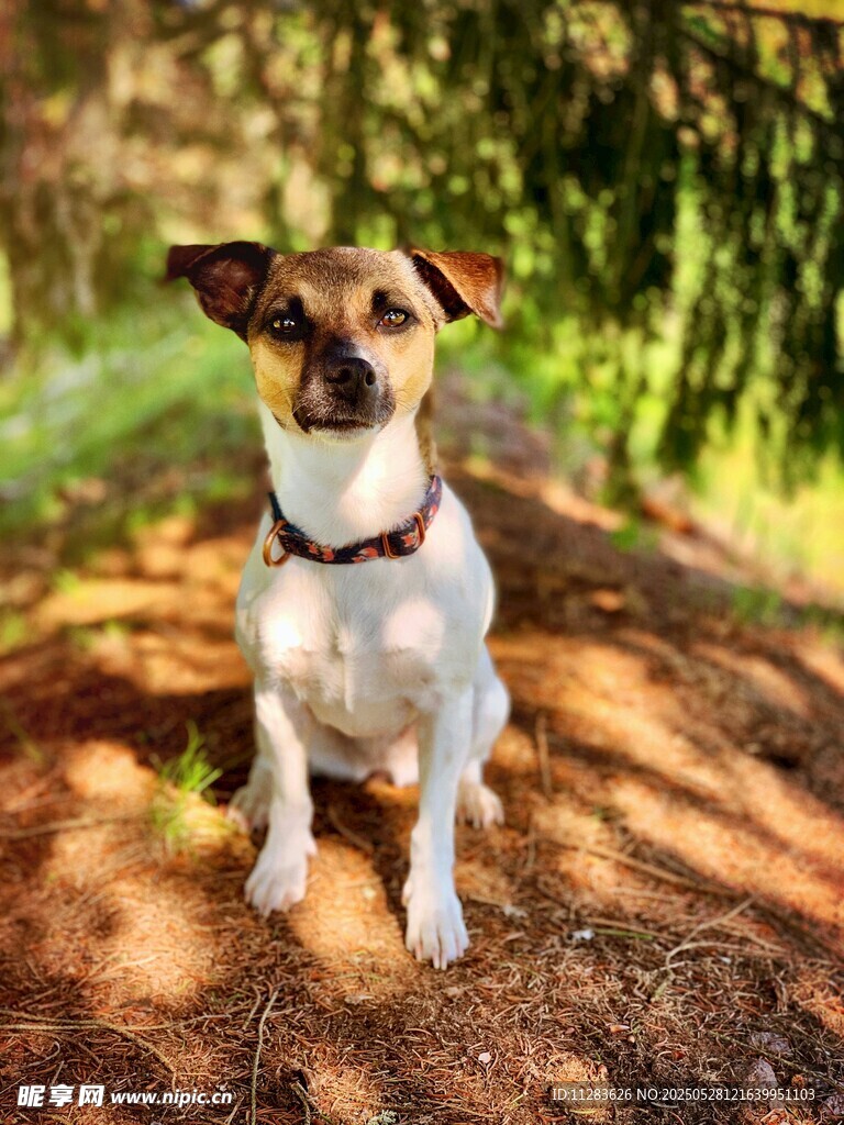 林間可愛的杰克羅素梗犬