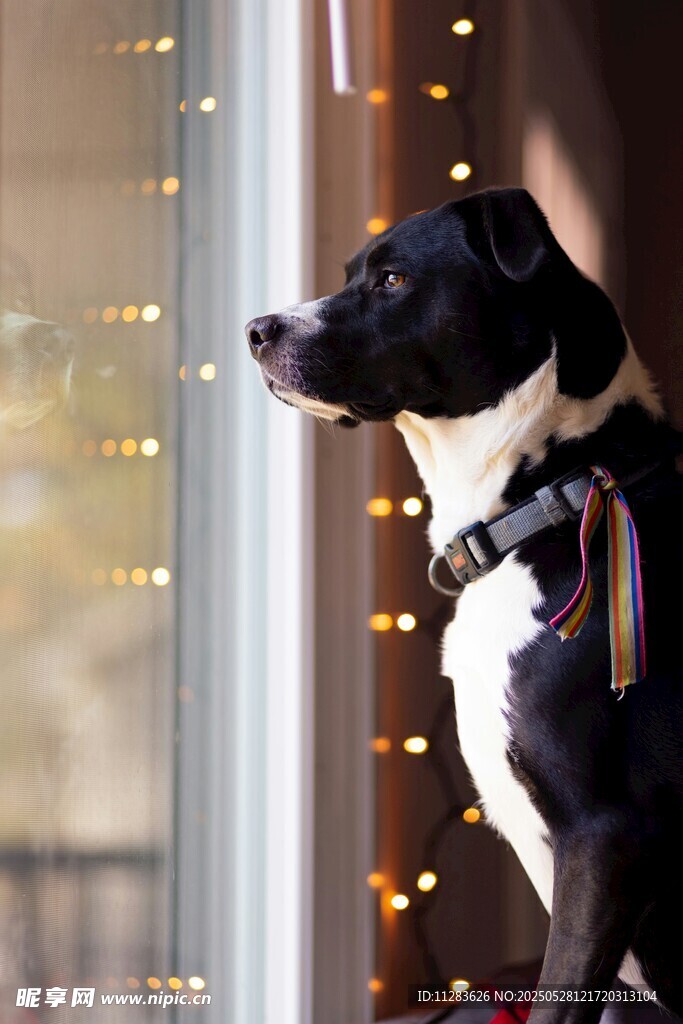 窗邊萌犬望景