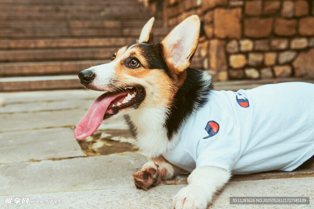 穿T恤的可愛柯基犬