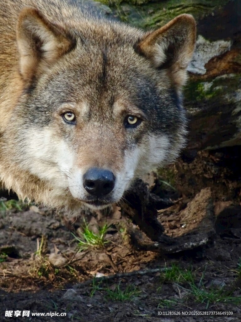 凝視的野狼