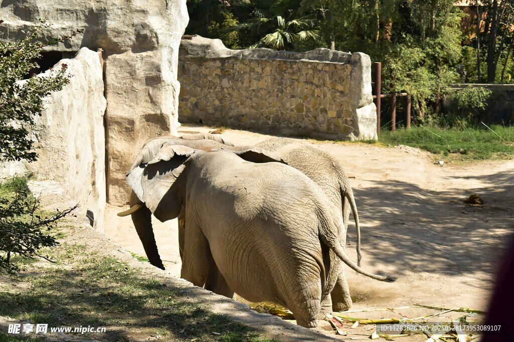 動物園中漫步的大象
