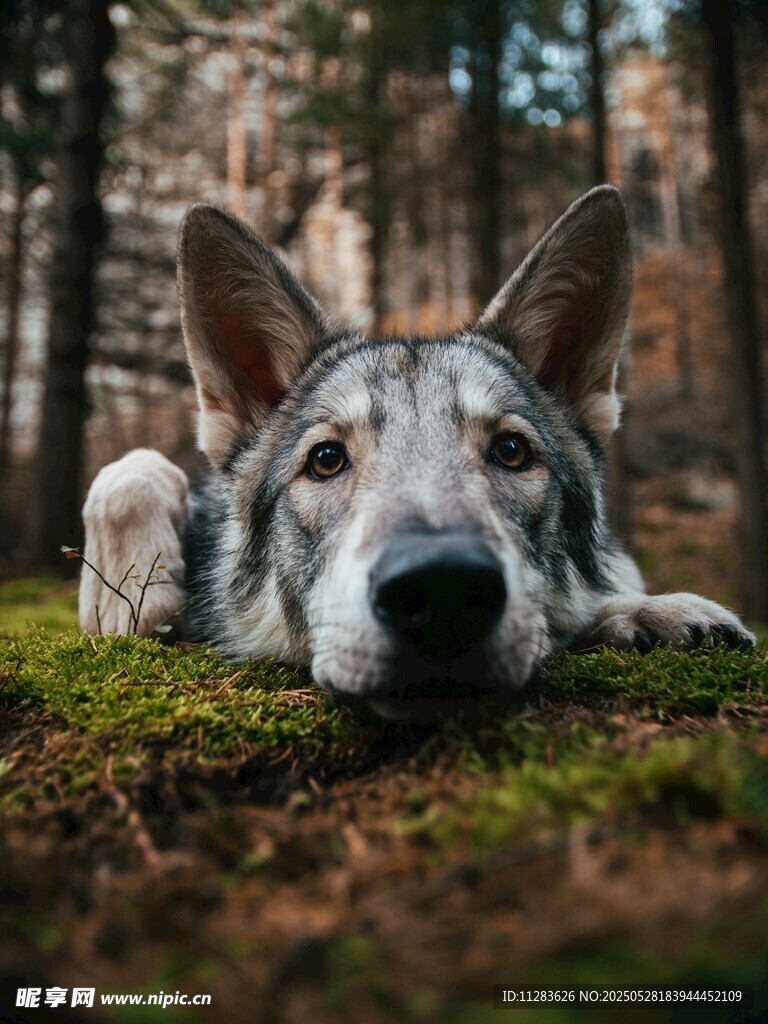 林間休憩的狼犬