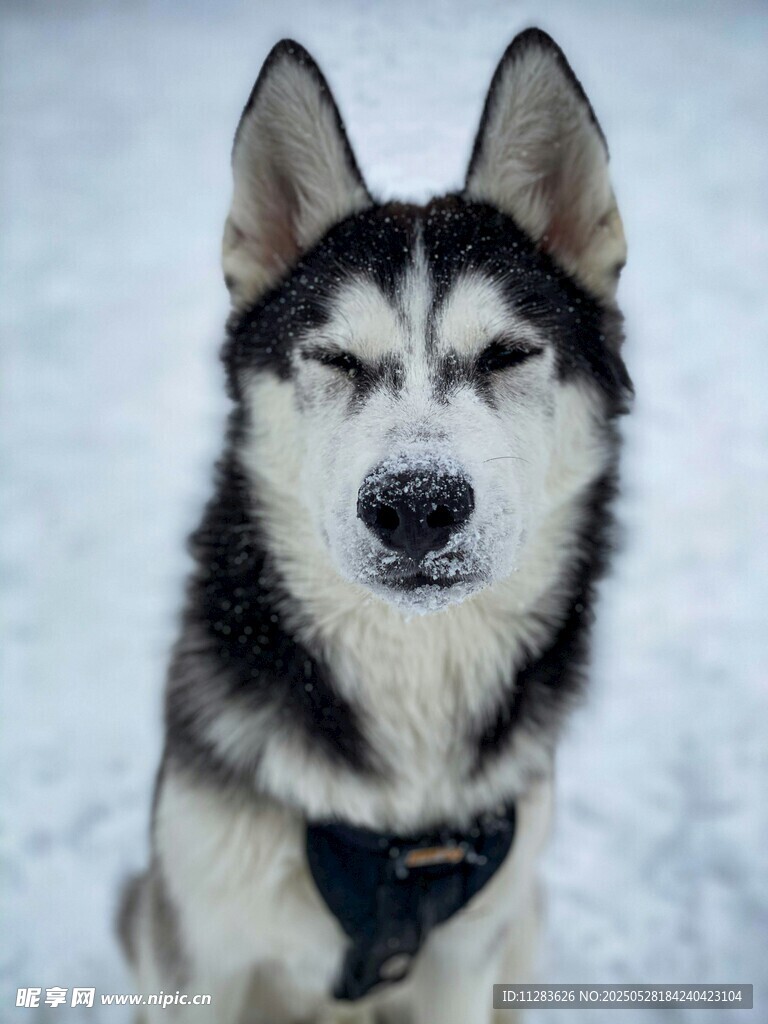 雪地中的哈士奇閉眼賣萌
