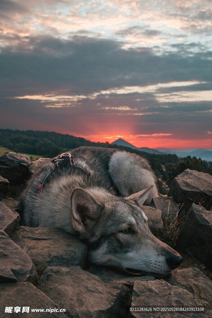 夕陽下休憩的野狼