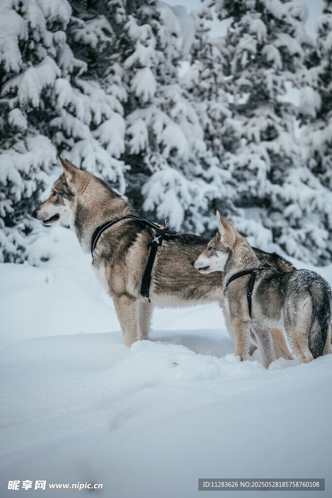 雪地中的兩匹狼