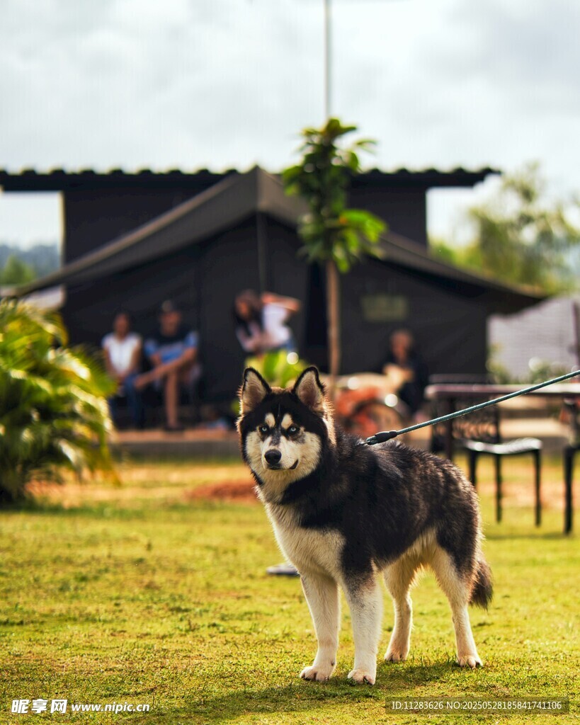 草地上的黑白萌犬