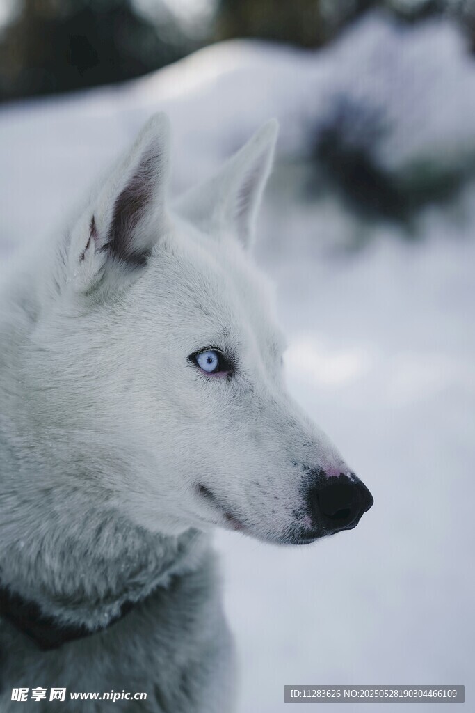 雪地中的藍眼白犬