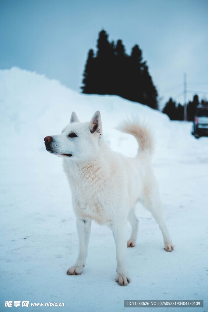 雪地中的白色狗狗