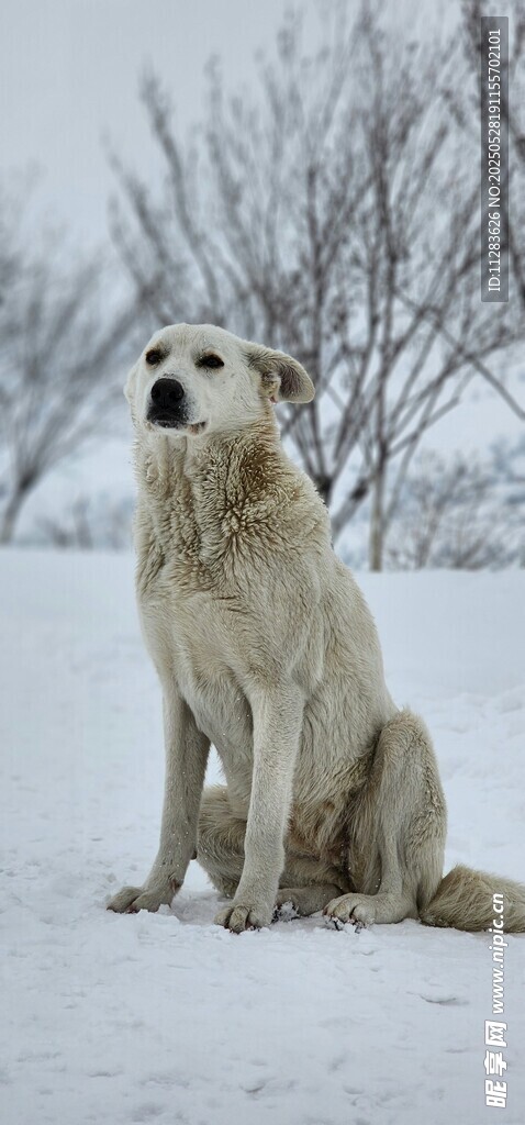 雪地中的大白狗
