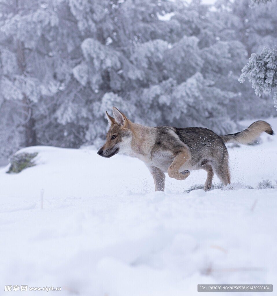 雪地中奔跑的德國牧羊犬