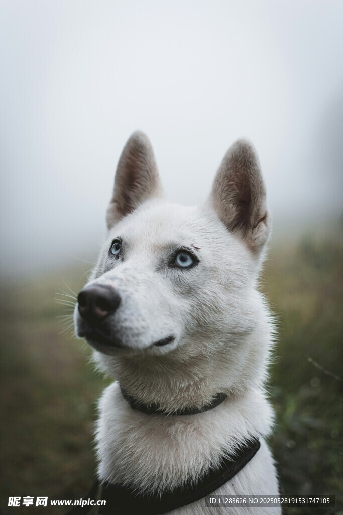 藍(lán)眼白犬抬頭望景