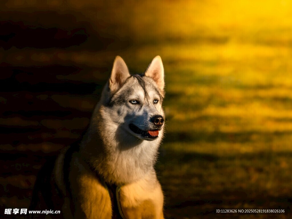 夕陽下的帥氣德國牧羊犬