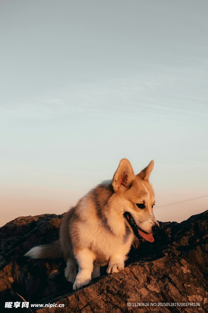 夕陽下的可愛小柯基